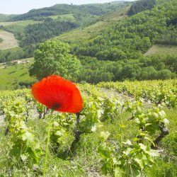 Beaujolais 2019