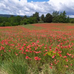 forcalquier